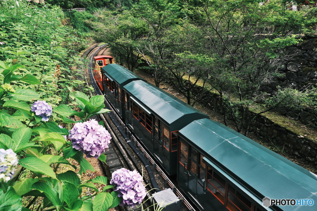 紫陽花と観光列車