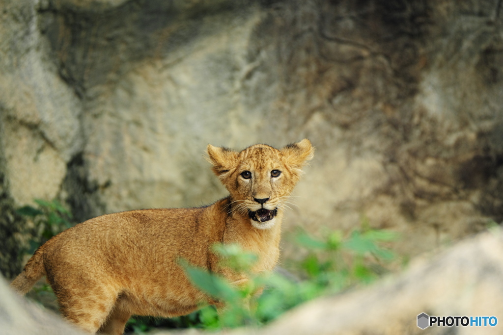 動物園