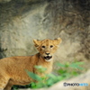 動物園