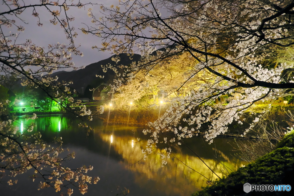 夜桜