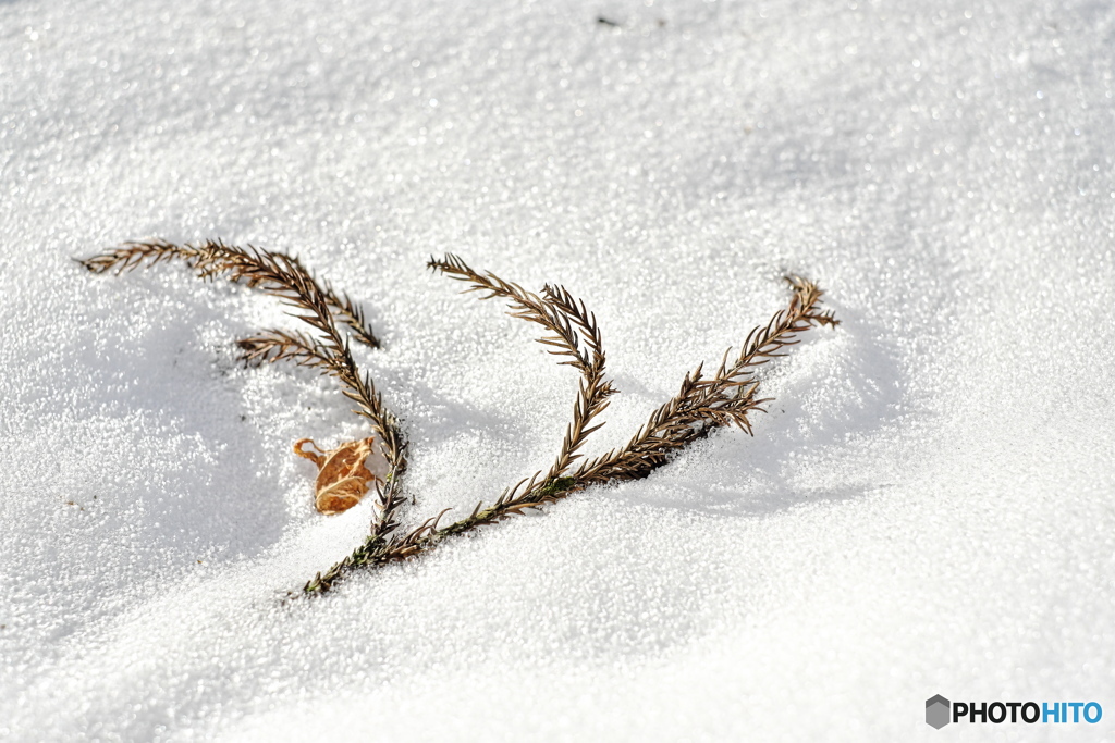 冬のかけら