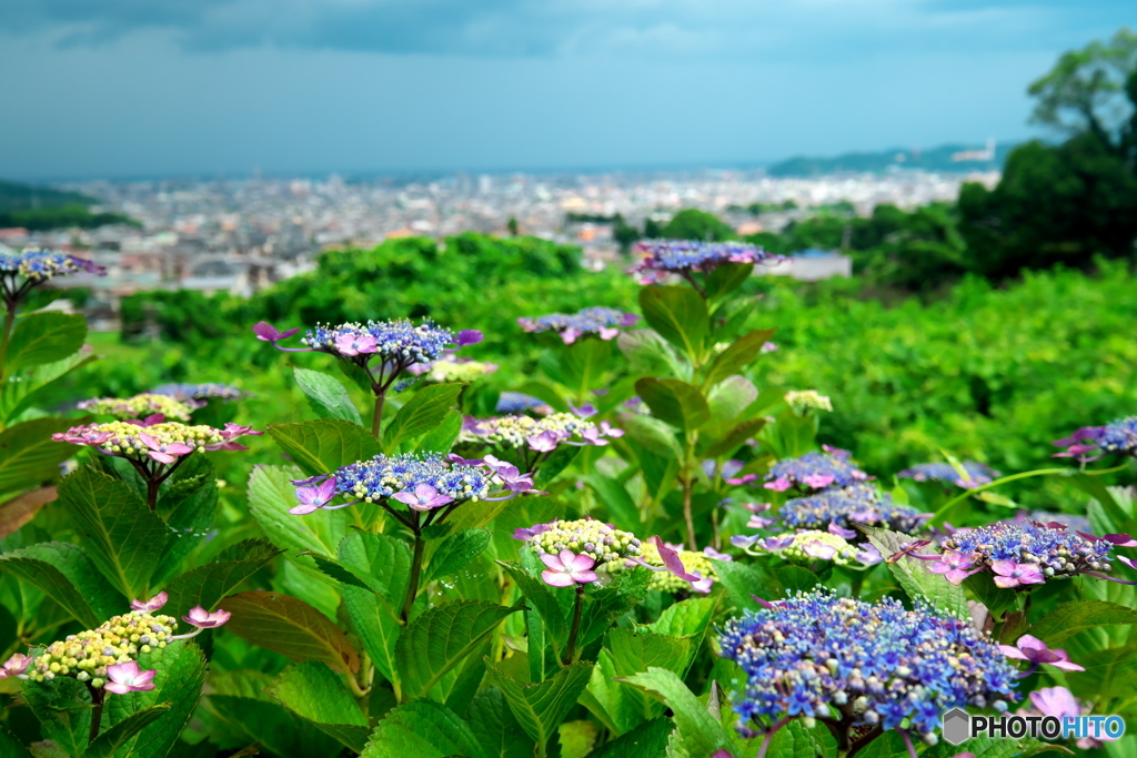 紫陽花の丘