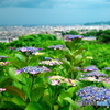 紫陽花の丘
