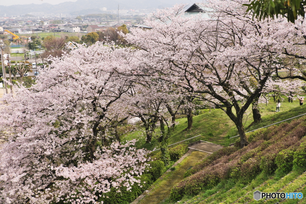 満開の桜　山根公園