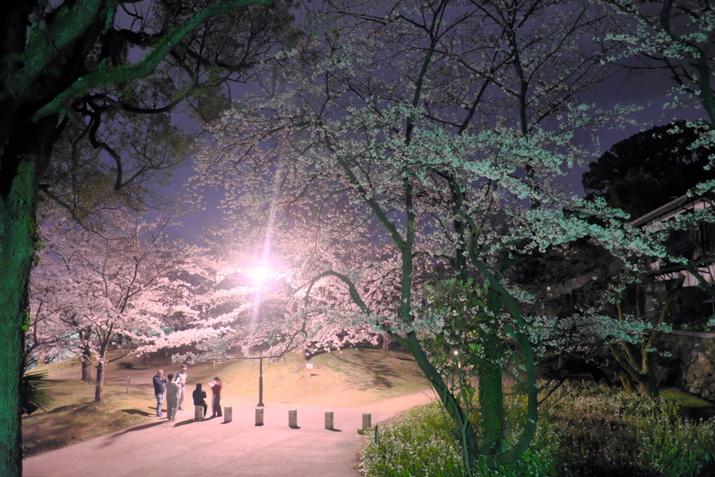 夜桜見物