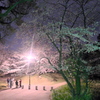 夜桜見物