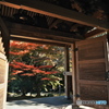 瑞応寺の紅葉