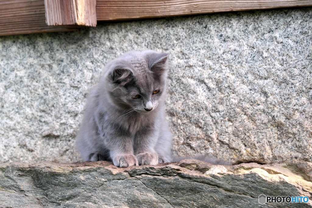 子猫