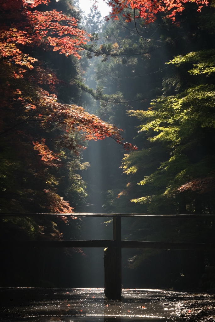 宮川の光芒