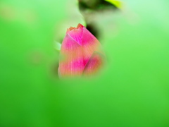 蕾