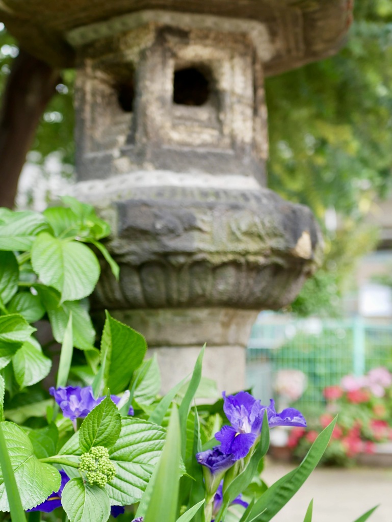 花咲く神社２