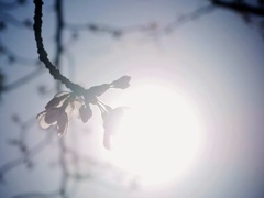 散歩道の桜が咲きました２