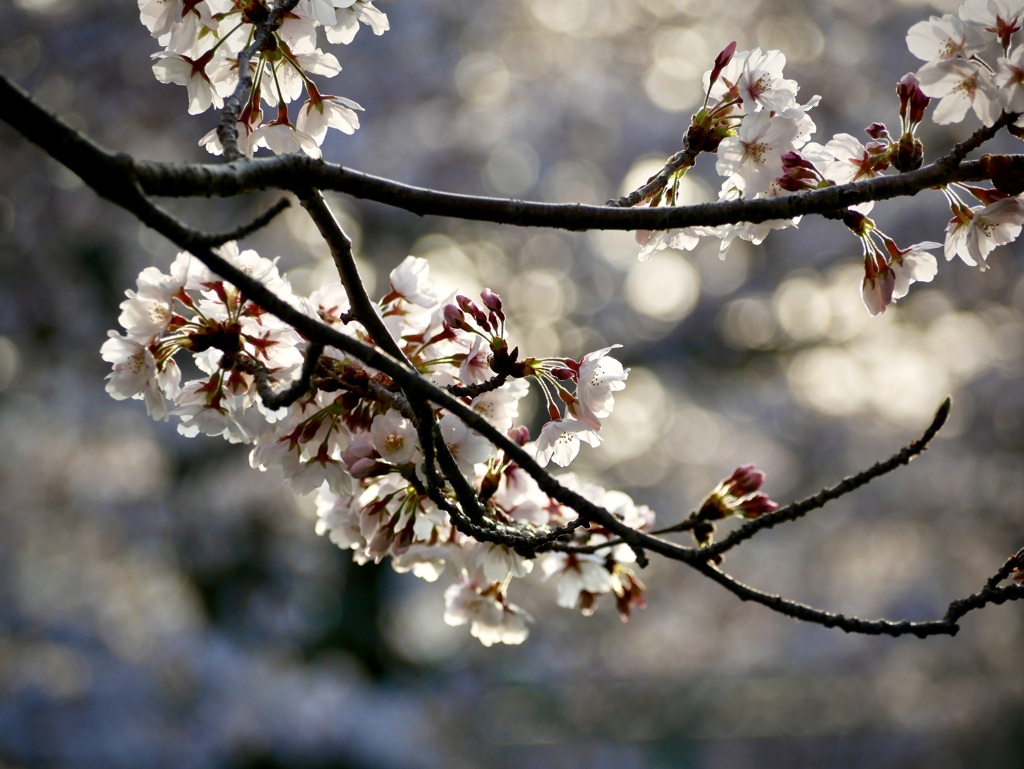 キラキラ桜
