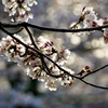 キラキラ桜
