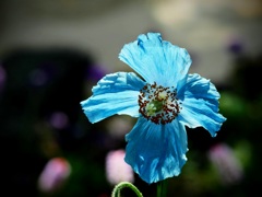 ヒマラヤの青いケシの花２