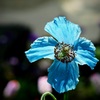 ヒマラヤの青いケシの花２