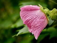 雨上がりの寺町にて・・４