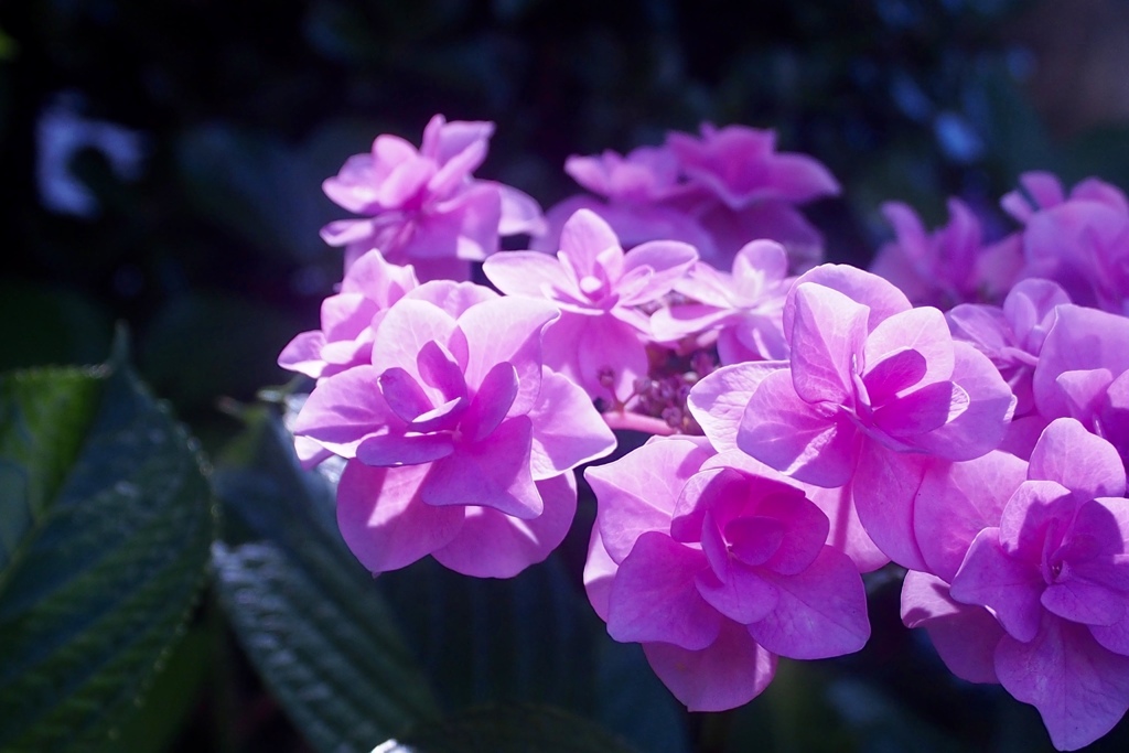 散歩道の紫陽花