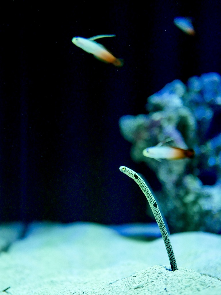 チンアナゴ