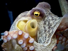 蛸の目