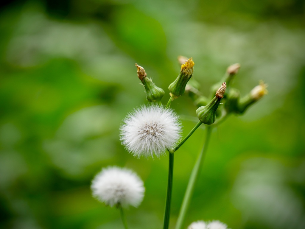 長居植物園にて１２