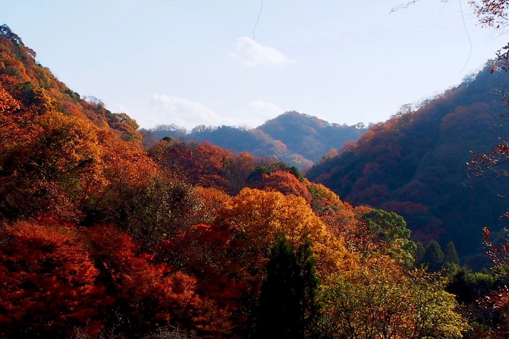 六甲山の彩り