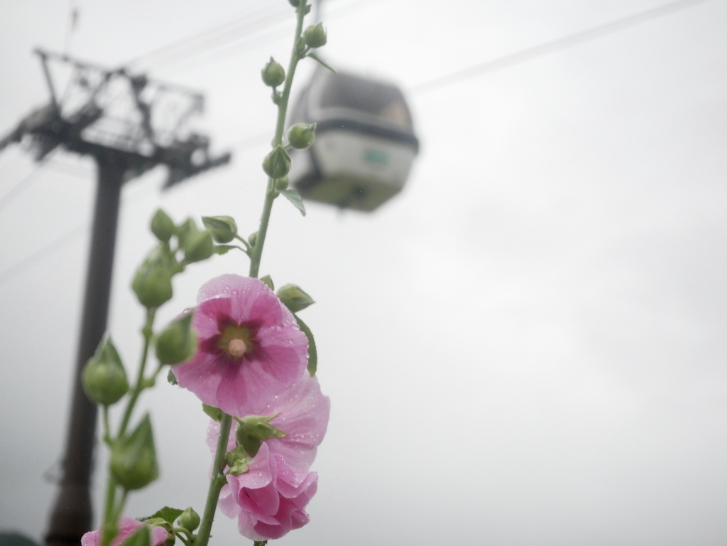 雨の栂池高原にて３