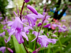 雨上がりの寺町４