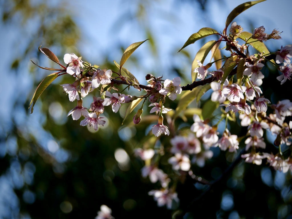 冬桜