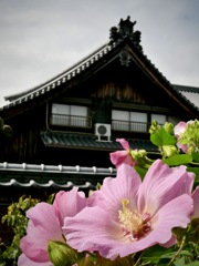 雨上がりの寺町にて・・８