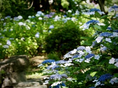 紫陽花の咲く公園４