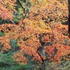 山もみじ