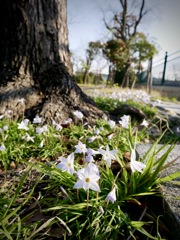 ハナニラの咲く公園