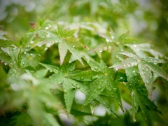 雨上がり８
