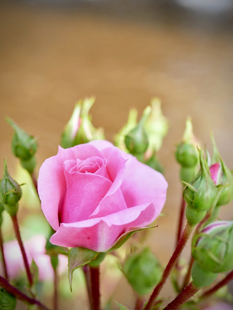 薔薇２