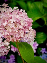 紫陽花