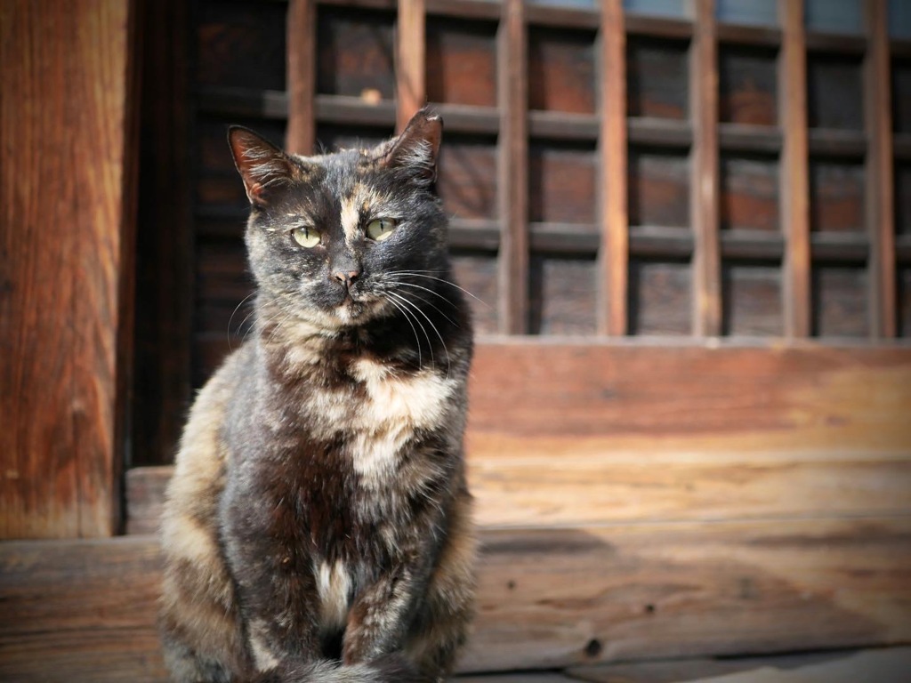 ２月２２日　猫の日