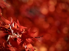紅