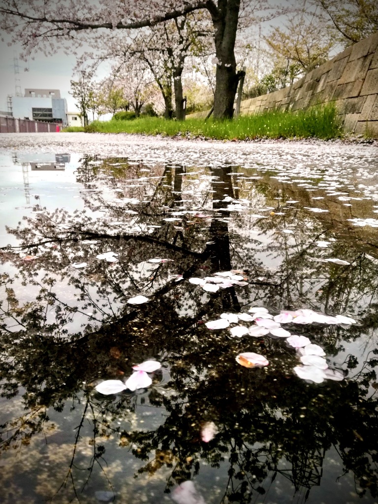 残花　雨上がり　朝散歩