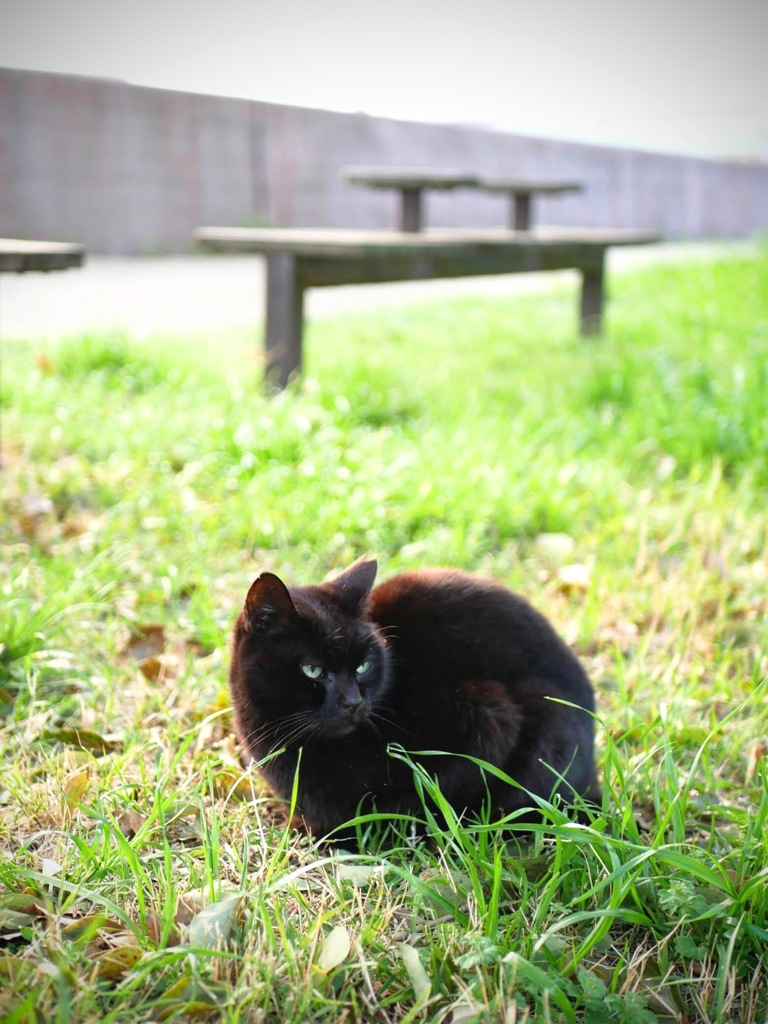 今朝のニャンコ２