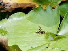 水分補給を忘れずに