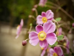 ノスタルジア常滑　１０