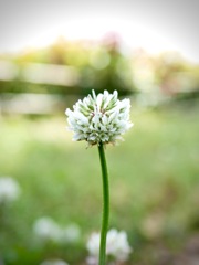 君は薔薇より美しい