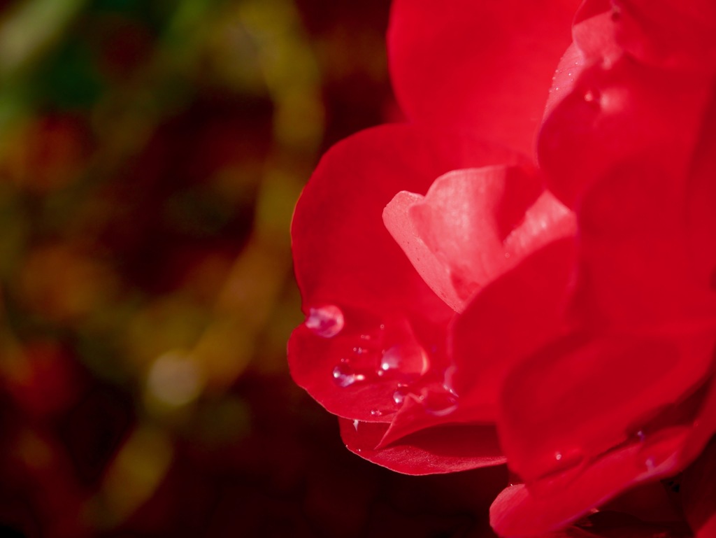 冬の冷たい雨に耐える薔薇