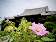 晩夏の寺町