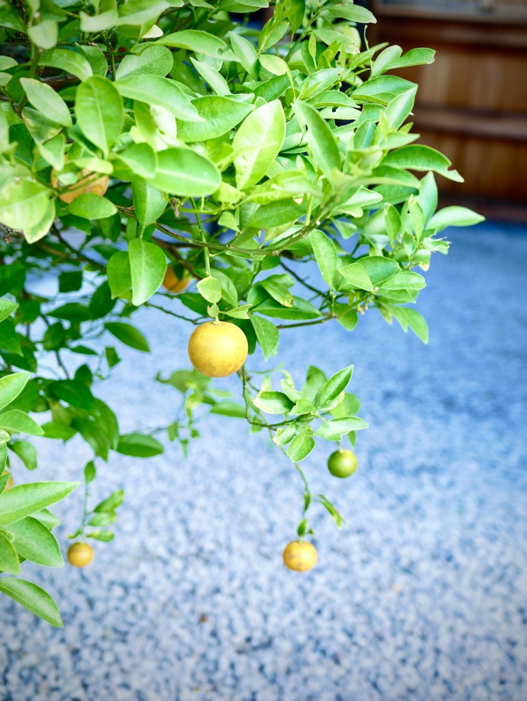 梅雨明けの朝３