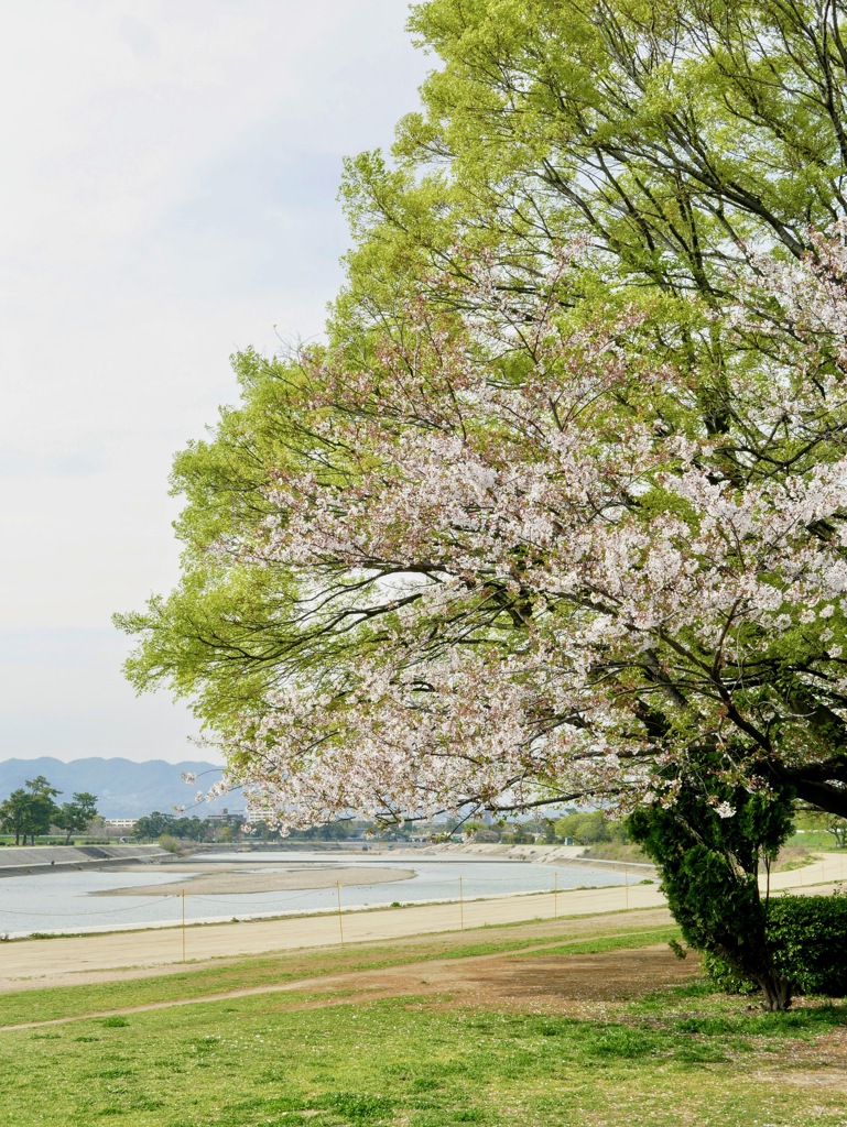 武庫川河川敷にて３