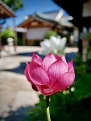 ハスが咲く寺