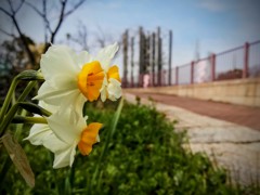 いつもの散歩道