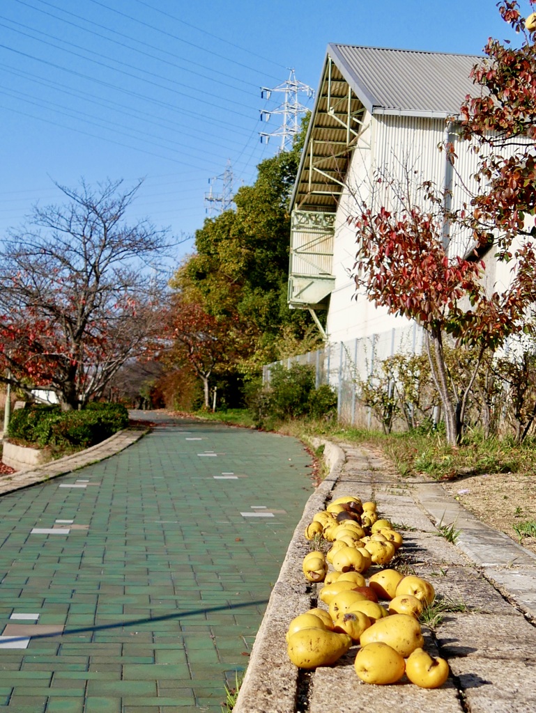 散歩写真　何気ない風景６